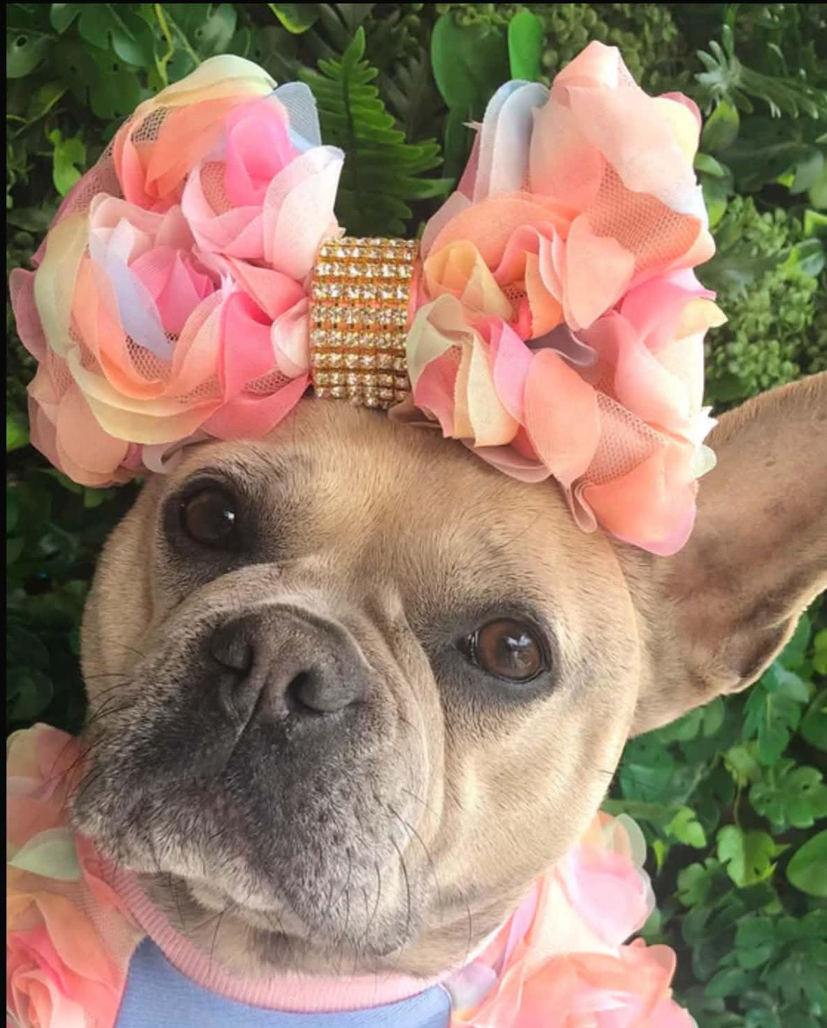 Pastel rose bow